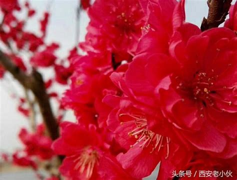 紅梅花樹|紅梅(梅花的一種):紅梅介紹,形態特徵,葉,花,果,生長環。